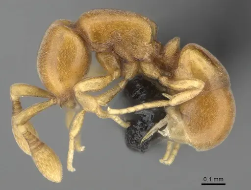 Discothyrea humilis - CASENT0318490