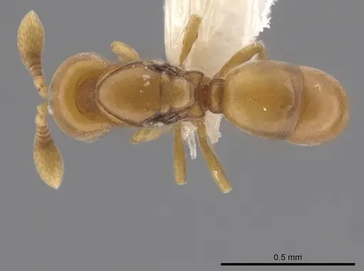 Discothyrea humilis - CASENT0635735