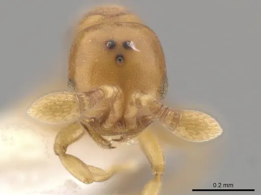 Discothyrea humilis - CASENT0635735