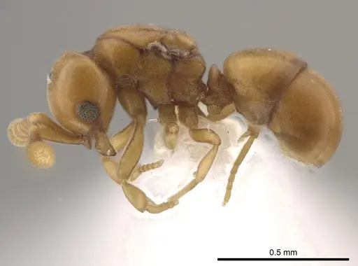 Discothyrea humilis - CASENT0635735