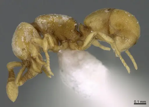 Discothyrea humilis - CASENT0643422