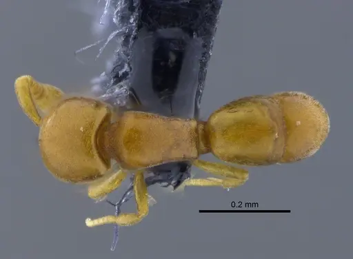 Discothyrea humilis - CBUMAGENT41773