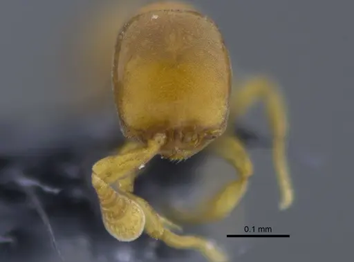 Discothyrea humilis - CBUMAGENT41773