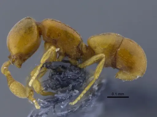 Discothyrea humilis - CBUMAGENT41773