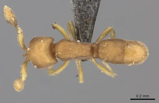 Discothyrea kalypso specimen