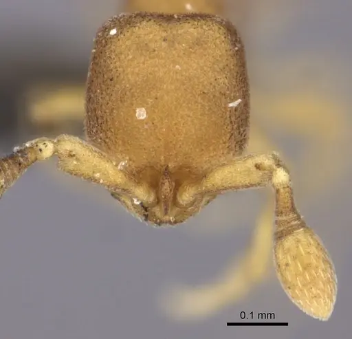 Discothyrea kalypso specimen