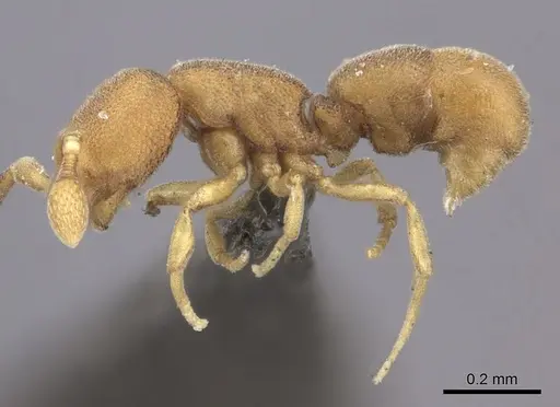 Discothyrea kalypso specimen