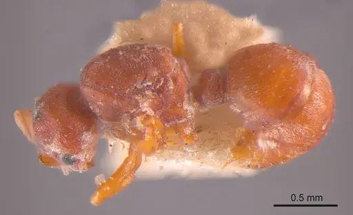 Discothyrea leae specimen