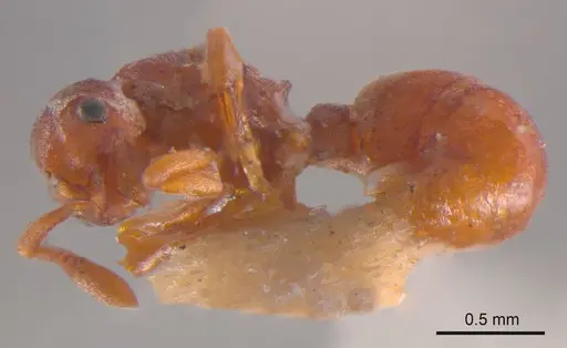 Discothyrea leae specimen