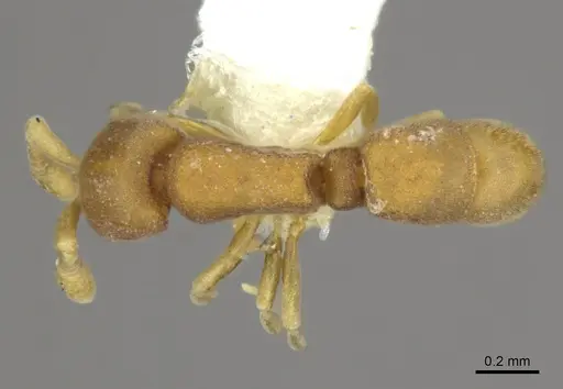 Discothyrea maia specimen