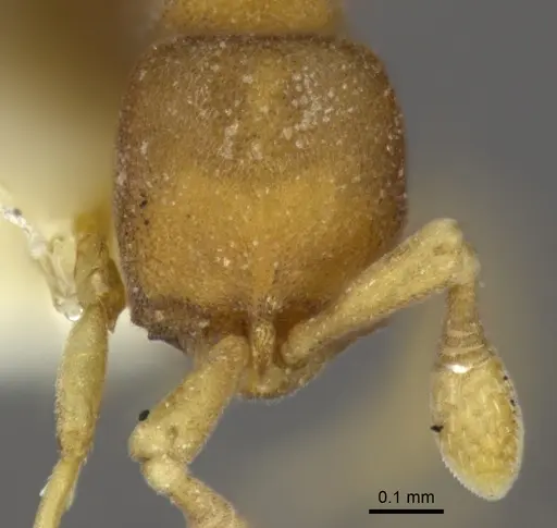 Discothyrea maia specimen