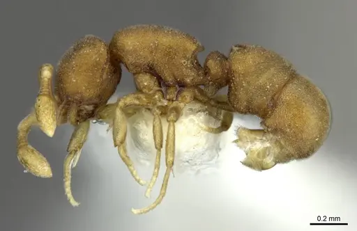 Discothyrea maia specimen