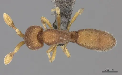 Discothyrea michelae specimen