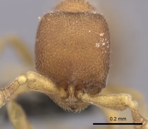 Discothyrea michelae specimen