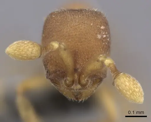 Discothyrea michelae specimen