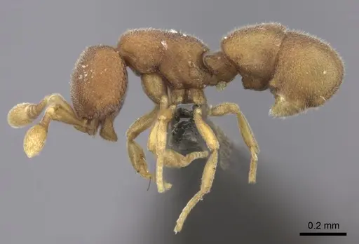 Discothyrea michelae - CASENT0235469