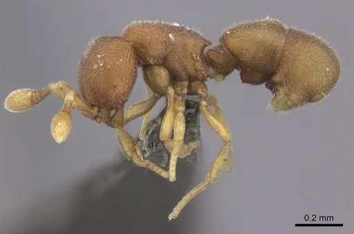 Discothyrea michelae - CASENT0235469