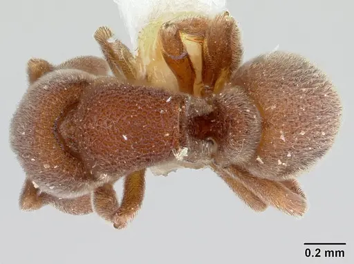 Discothyrea mixta specimen