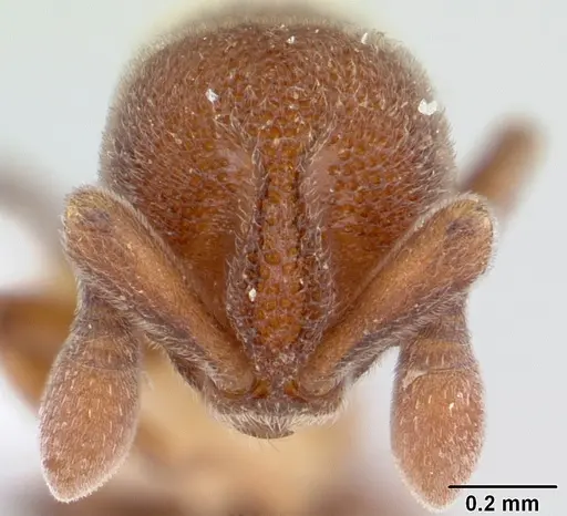 Discothyrea mixta specimen