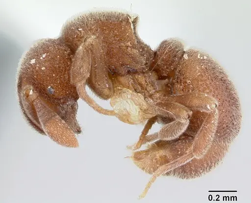 Discothyrea mixta specimen