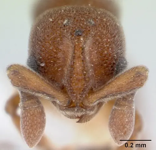 Discothyrea mixta - CASENT0178269