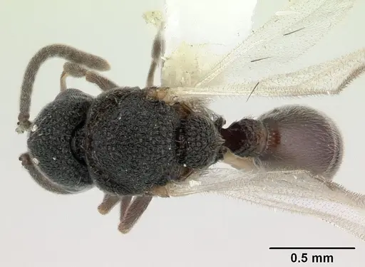 Discothyrea mixta - CASENT0178271