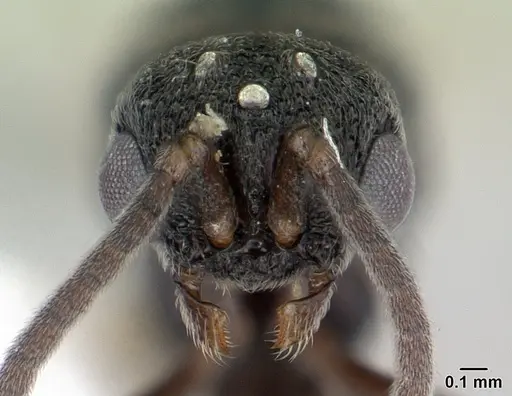 Discothyrea mixta - CASENT0178271