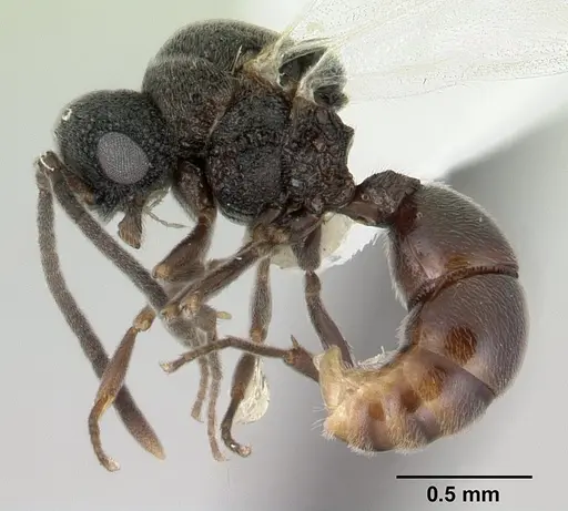 Discothyrea mixta - CASENT0178271