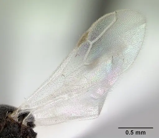 Discothyrea mixta - CASENT0178271