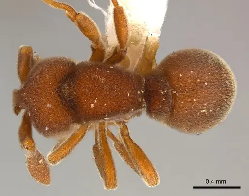 Discothyrea mixta - CASENT0217116