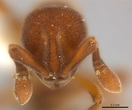 Discothyrea mixta - CASENT0217116