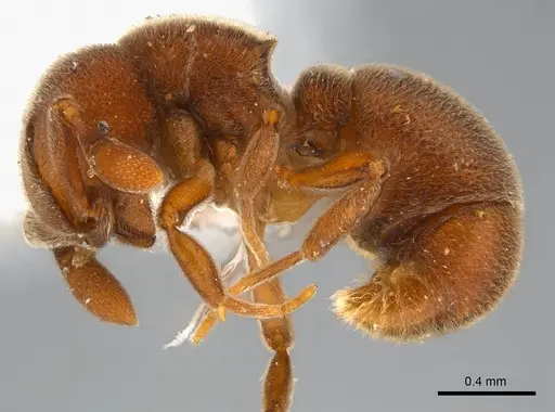 Discothyrea mixta - CASENT0217116