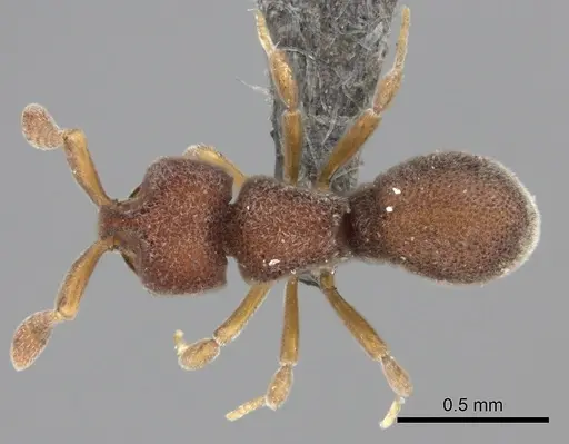 Discothyrea mixta - CASENT0235473