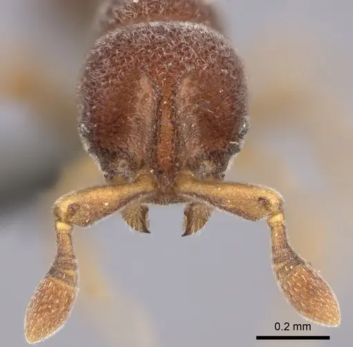 Discothyrea mixta - CASENT0235473