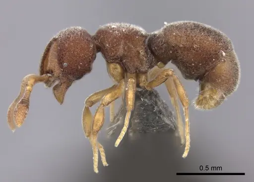 Discothyrea mixta - CASENT0235473