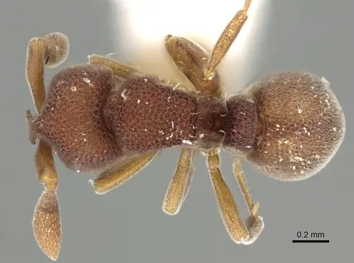 Discothyrea mixta - CASENT0249257