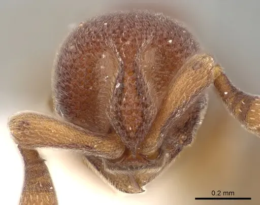 Discothyrea mixta - CASENT0249257