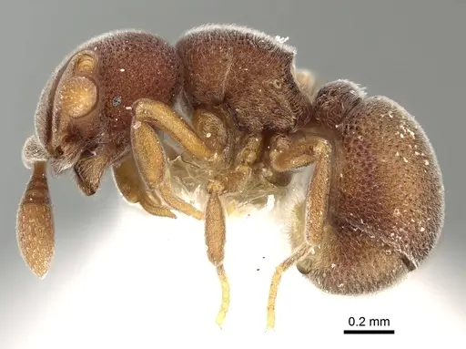 Discothyrea mixta - CASENT0249257