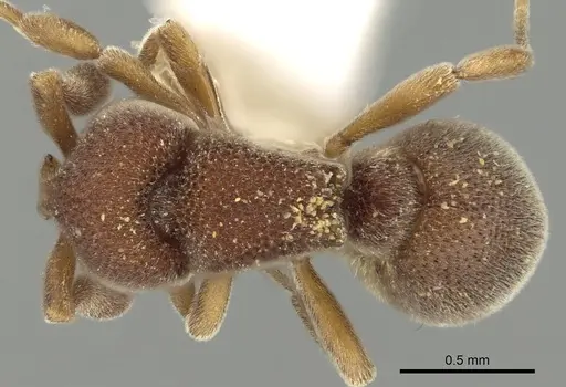 Discothyrea mixta - CASENT0249258