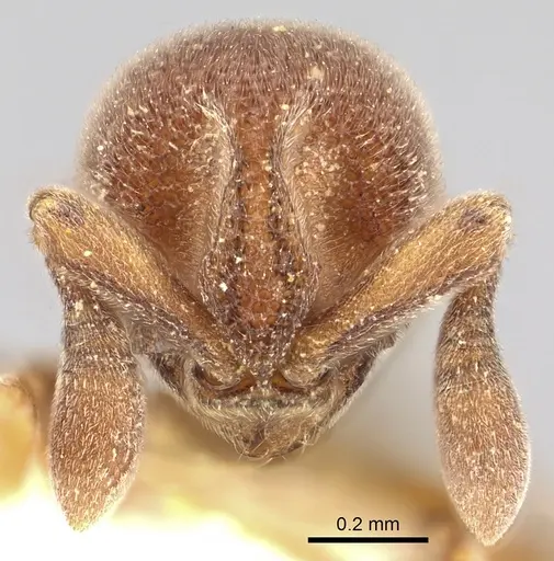 Discothyrea mixta - CASENT0249258