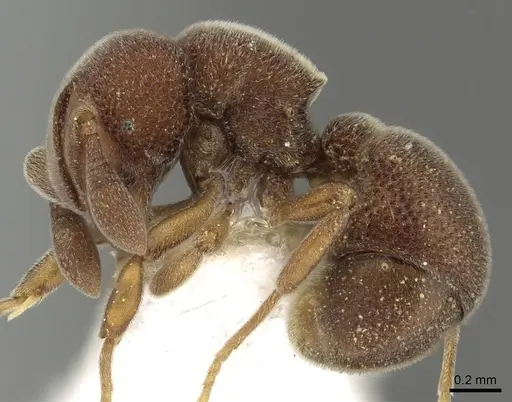 Discothyrea mixta - CASENT0249258