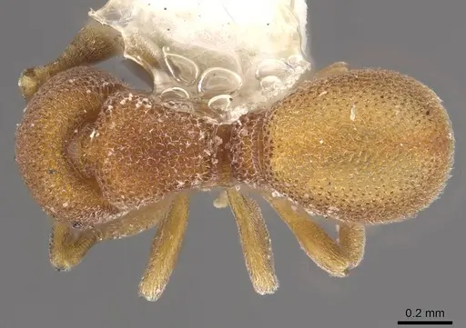 Discothyrea mixta - CASENT0911150