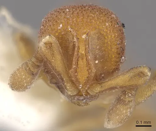 Discothyrea mixta - CASENT0911150