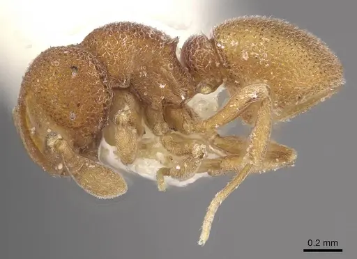 Discothyrea mixta - CASENT0911150