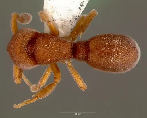 Discothyrea mixta - SAM-HYM-C005413