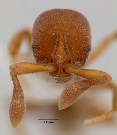 Discothyrea mixta - SAM-HYM-C005413