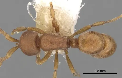 Discothyrea neotropica specimen