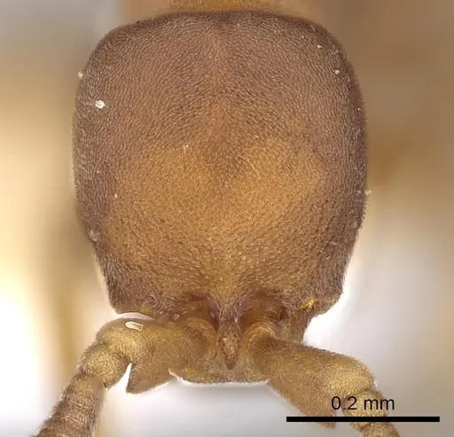 Discothyrea neotropica specimen