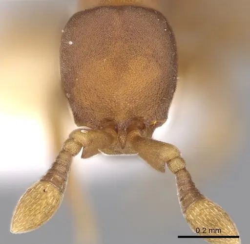 Discothyrea neotropica specimen