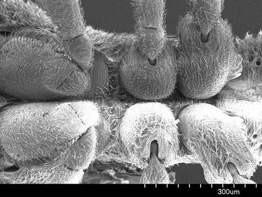 Discothyrea oculata specimen